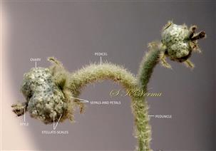  Female flowers